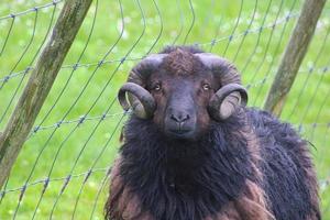 retrato de ovelha faroesa foto