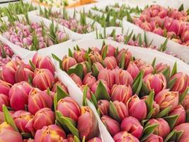 vendendo tulipas na loja. Cores diferentes. foto