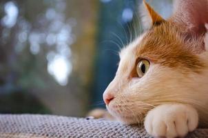 gato doméstico tricolor encontra-se perto da janela. foto