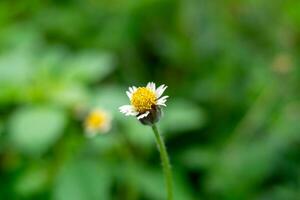 tridax procumbens, casaco botões flor flor dentro a manhã. lindo tridax margarida plantar foto