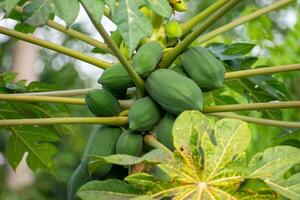 orgânico cru verde mamão abundantemente em a árvore. grupo do fresco jovem papaia frutas foto