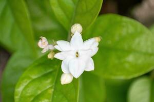 uma grupo do jasmim flor floresce dentro manhã. bautiful branco flores foto