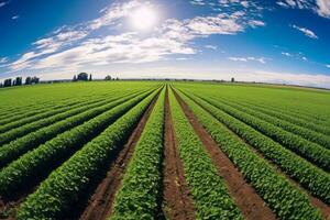 uma panorâmico Visão do uma exuberante verde Fazenda com linhas do cultivo alongamento para dentro a distância, exibindo a vastidão e produtividade do moderno agricultura. generativo ai foto