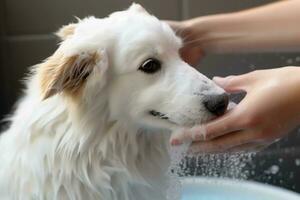 concentrando em uma mão derramando □ Gentil cachorro xampu para uma cachorro pelagem, ilustrando a Cuidado e conforto forneceu durante a lavando processo. generativo ai foto