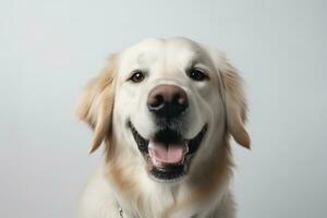 uma fechar-se, comovente imagem do uma cachorro sorridente face, exibindo Está expressivo olhos e alegre expressão, conjunto contra uma branco fundo. generativo ai. foto