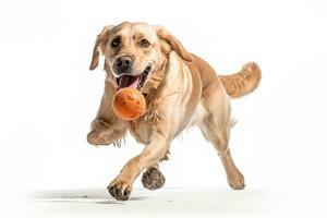 uma brincalhão, açao tiro do uma cachorro alegremente pegando uma brinquedo bola, capturando a canino energia, agilidade, e amor para hora de brincar em branco fundo. generativo ai foto