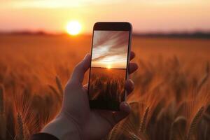 cenário do do homem mão segurando Smartphone com lindo cenário em tela. dourado trigo às pôr do sol. generativo ai foto