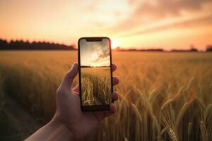 cenário do do homem mão segurando Smartphone com lindo cenário em tela. dourado trigo às pôr do sol. generativo ai foto