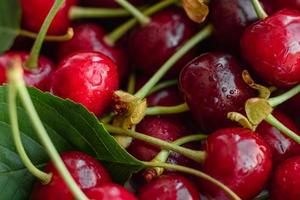 Frescas deliciosas bagas vermelhas brilhantes de cereja rasgadas no jardim de verão