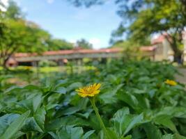 uma flor dentro cidade foto