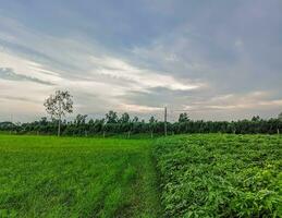 cativante paisagens, céu, e árvores dentro Bangladeshi natural beleza foto