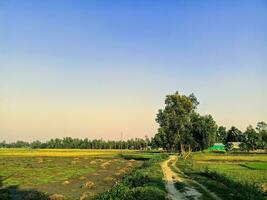 cativante paisagens, céu, e árvores dentro Bangladeshi natural beleza foto