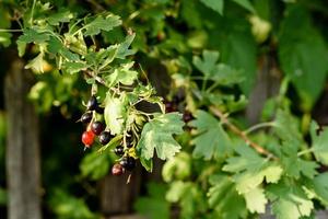 lindas frutas maduras de groselha preta em um galho de arbusto foto