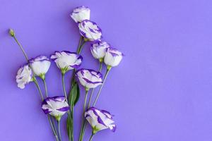 um buquê de lindo eustoma roxo recém-cortado foto