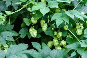 cones de lúpulo verdes frescos para fazer cerveja e pão closeup foto