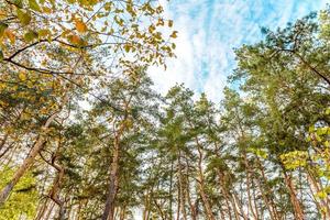 altos e lindos troncos de pinheiros na floresta de outono foto