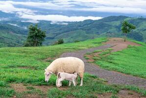 ovelha Fazenda em a Relva do a montanhas foto