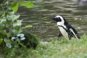 pinguim perto a água foto