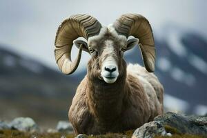 majestoso veado selvagem ovelha fechaduras olhos com a Câmera dentro uma retrato ai gerado foto
