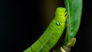 as lagartas, ou larvas, estão roendo ou comendo as folhas das espécies de adenium em preparação para se desenvolverem em pupas. os grandes pontos azuis não são os olhos. existe apenas para enganar o inimigo. foto