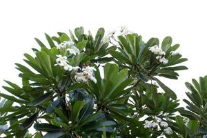 flor de frangipani isolada em um fundo branco foto