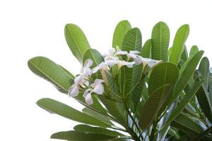 flor de frangipani isolada em um fundo branco foto