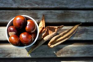 castanhas dentro uma papel copo em brilhante outono manhã, fresco Castanho buckeye foto