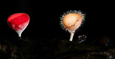 champanhe cogumelo e peludo cogumelo dentro chuva floresta às saraburi província, tailândia, foto