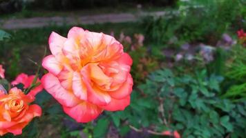 arbusto em flor no jardim no verão foto