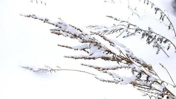 lindo arbusto na neve foto