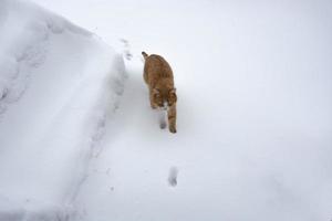 um gato ruivo corre na neve foto
