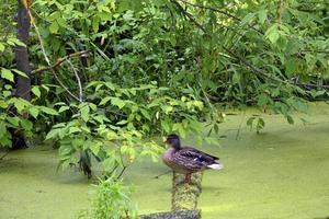 um pato sentado em um tronco em um lago velho e coberto de mato
