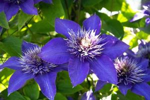 clematis azul em um fundo de folhas verdes close-up foto