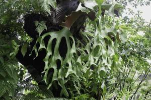 arredores verdes tropicais em jardim ao ar livre foto