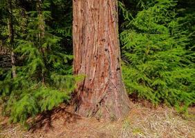 cedar scene allen springs camping perto do camp sherman ou foto