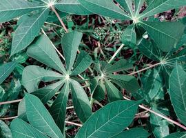 fundo da natureza com folhas verdes tropicais foto