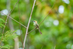 pequeno pássaro abelharuco verde empoleirando-se no galho na floresta tropical. foto