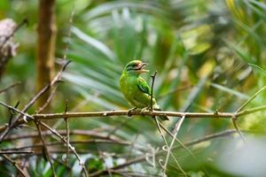 pássaro barbet bigodudo empoleirando-se no galho na floresta tropical. foto