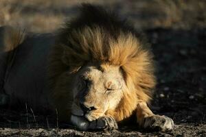 uma masculino leão em repouso. foto