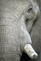 uma lado perfil do uma ampla africano elefante. foto