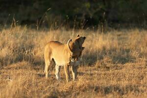 uma leoa interagindo com dela filhote. foto