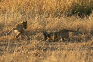 três leão filhotes jogando. foto