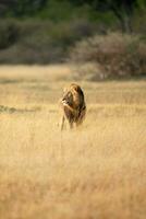 uma masculino leão dentro a savana. foto