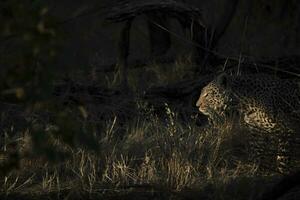 uma leopardo dentro a okavango delta, botswana. foto