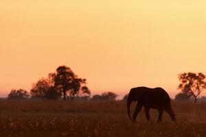 elefante caminhando através savana às nascer do sol. foto