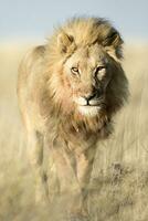 uma masculino leão caminhando através savana. foto