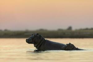 uma hipopótamo dentro a Chobe nacional parque. foto