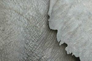 detalhe do elefante pele e Está ampla orelha. foto