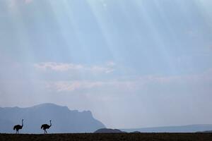 avestruz cruzando uma avião dentro namíbia. foto