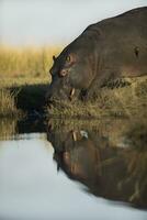 uma hipopótamo entrando a água dentro Chobe nacional parque. foto